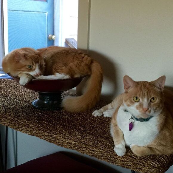 Hello! I’m Karen, Ambassador II. 🤗😎 - Picture 7 of 10